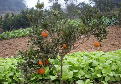 家庭农场-果蔬联合种植