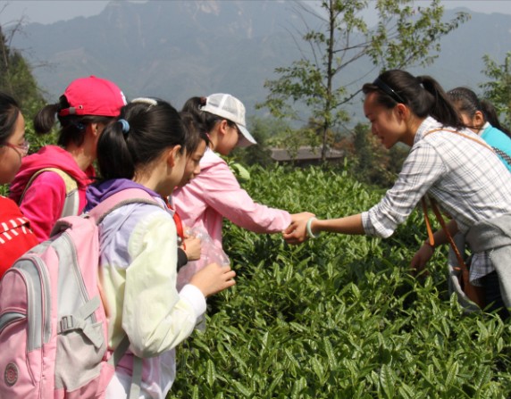 学生组织学习采茶